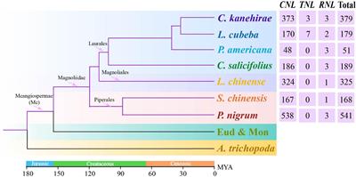 Evolution of NLR Resistance Genes in Magnoliids: Dramatic Expansions of CNLs and Multiple Losses of TNLs